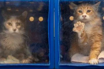 San Jose Animal Care Center Crisis: Union Calls for New Leadership
