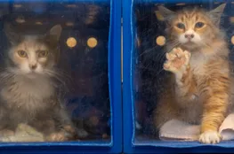 San Jose Animal Care Center Crisis: Union Calls for New Leadership